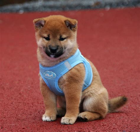 Shiba inu züchter, erziehung, alleine bleiben | catycake. Shiba Inu Welpen - Shiba Inu Zucht of isamashii Nakamà