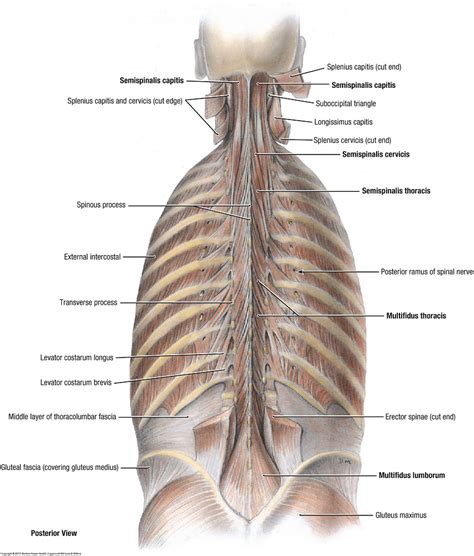 Based on the muscle name, identify where it is located, its action, and any terms that indicate size and/or shape of the muscle. Duke Anatomy - Lab 1: skin and epaxial muscles