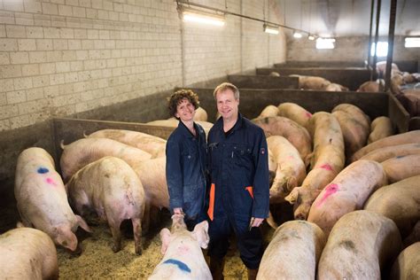 Bekijk bedrijfsinformatie over van eijk varkens b.v. Samen voor een lekker stuk vlees - Nederweert24