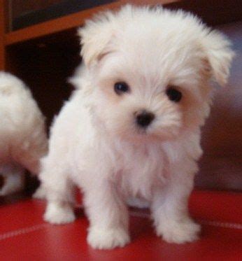 I have been exclusively breeding akc maltese dogs for 21 years. teacup maltese puppies for sale FOR SALE ADOPTION in ...