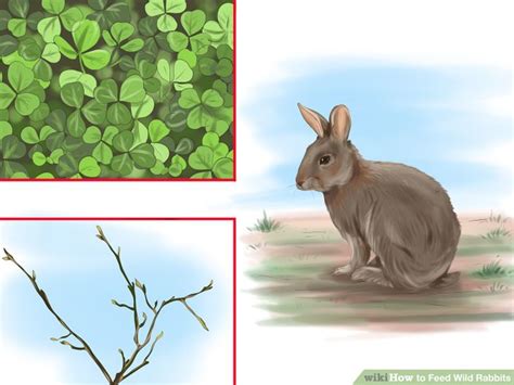 This set is often saved in the same folder as. How to Feed a Wild Rabbit | Wild rabbit, Wild bunny ...