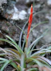 Here are 25 great tillandsia species and cultivars to consider for indoor growing. ENDEMIC PLANTS OF COCKPIT COUNTRY CHECKLIST