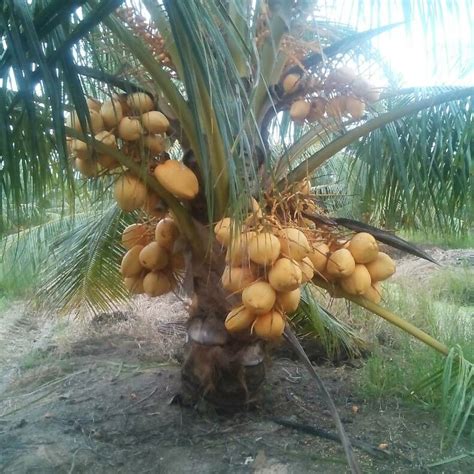 Coconut palm tree plant, malayan dwarf, green, 2 feet, no ship to ca, tx, az. Cocos nucifera, Coconut, 椰子, Drupe fruit, 核果, Malaysia ...