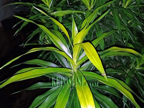 Mawar tumbuh subur di daerah beriklim sedang walaupun beberapa kultivar yang merupakan hasil metode penyambungan (grafting) dapat tumbuh di daerah beriklim subtropis hingga daerah beriklim tropis.selain sebagai bunga potong, mawar memiliki banyak manfaat, antara lain antidepresan, antiviral, antibakteri, antiperadangan, dan sumber vitamin c. Ini Manfaat Daun Suji, Nomor 11 Bikin Kamu Awet Muda