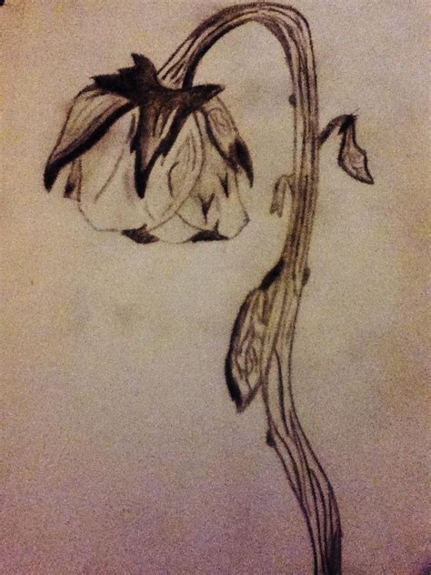 Contests groups blogs forum polls drawings pictures. Dying Rose Sketch : Sketching