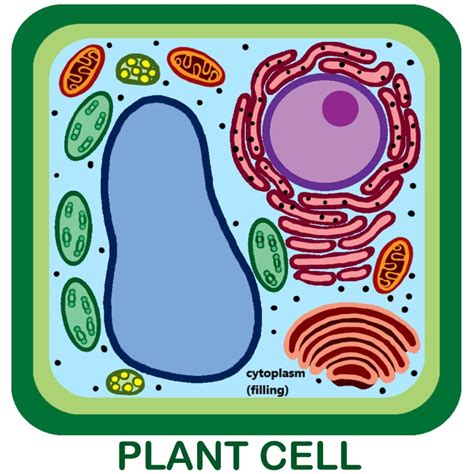 Cells are microscopic building blocks of unicellular and multicellular living organisms. 33 Label The Plant Cell - Labels Database 2020