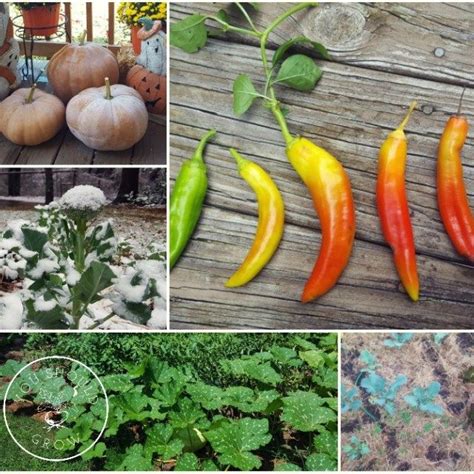 How to prepare jalapeno seeds for planting. How To Grow Jalapenos & Preserve Your Harvest | Growing ...
