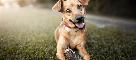 Y este 21 de julio se celebra. Día mundial del perro - Ciudadana 660