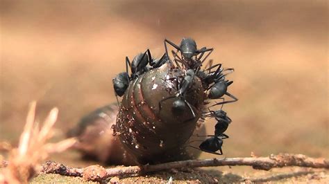 We've got ants on a log … version 2.0! Millipede attacked by ants - YouTube