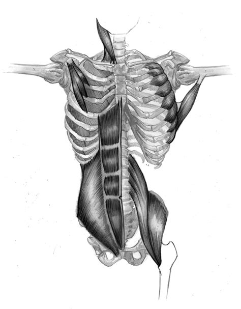 Two drawings of a male torso showing the muscles of the anterior and lateral walls of the abdomen. E. M. Gist Illustration/ Dead of the Day: Inside the ...