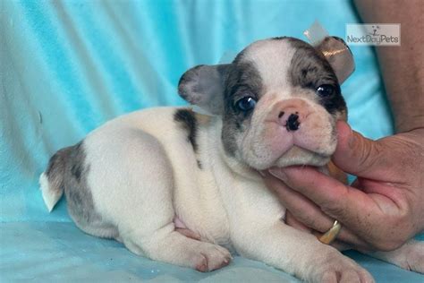 Puppies range $800 to $8,500. Pied Merle: French Bulldog puppy for sale near Boston ...