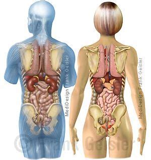 Der arzt untersucht die inneren organe. Anatomie Mensch, Organe Mann und Frau im Körper | Anatomie ...