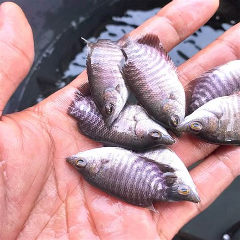 Ikan guppy merupakan salah satu jenis ikan hias air tawar kecil yang populer karena memiliki warna gunakan setidaknya lima buah aquarium. Mudah dan Efektif, Cara Budidaya Ikan Gurame di Kolam Kecil