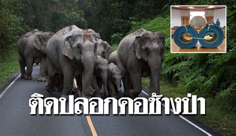 ติดปลอกคอช้างป่า ครั้งแรกในไทย พื้นที่เขาอ่างฤาไน หวังช่วยแก้ปัญหาขัดแย้งคน