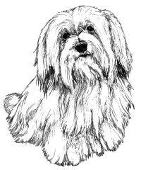 We love and care for havanese so much that we provide a family environment, otsana k9 puppy training, unlimited resources and information, and assistance after you take your puppy home. havanese coloring pages - Google Search | havana silk ...