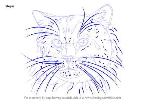 Draw this cat by following this drawing lesson. Learn How to Draw a Maine Coon Face (Cats) Step by Step ...