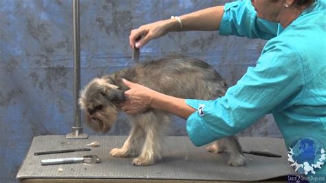 From dogs and cats to birds and snakes, we know you want them to have the best care. Grooming a Pet Brussels Griffon with Judy Hudson, NCMG ...