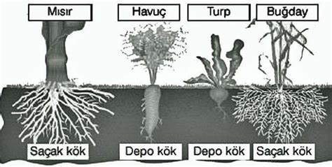 İnşaat mühendisleri odası izmir şubesi sunumu resimlerle fore kazık fore kazik yapim metodu fore kazık, sondaj yolu ile delme yolu ile yerinde dökme. Bitkilerde Kök Nedir?