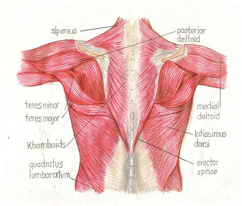 Each type of muscle tissue in the human body has a unique structure and a specific role. Integrated Muscle Therapy