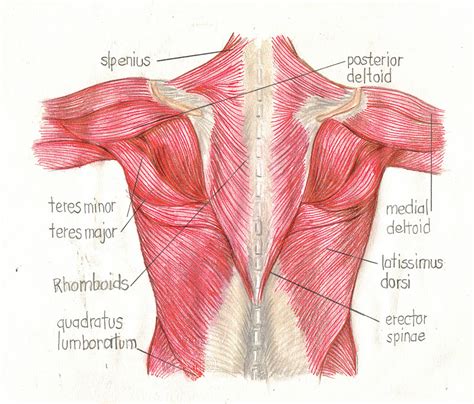 Labeled view of the deep muscles of the back and. Integrated Muscle Therapy