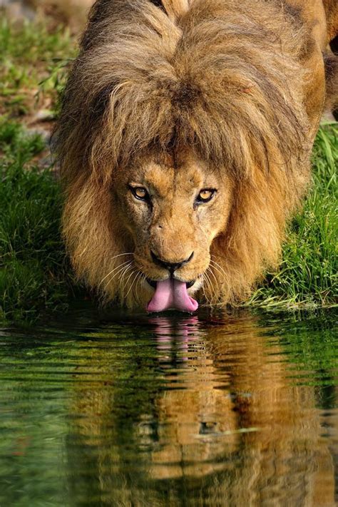 Just in case you didnt know how to drink water. Image result for lion drinking water | Beast, Eyes meme ...