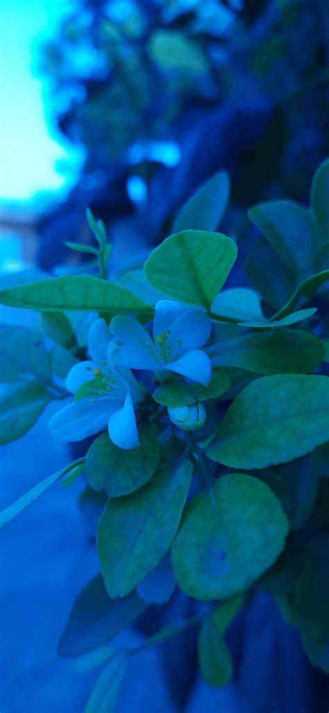 Huge quantities of jasmine petals are needed to prepare one ounce of oil, hence it is rare, extremely. Flower lover :Dear Jasmine in 2020 | Flower lover, Indoor ...