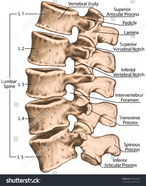 Download the free graphic resources in the form of png, eps. Lumbar Spine Structure Vertebral Bones Lumbar Stock Illustration 405564463 - Shutterstock
