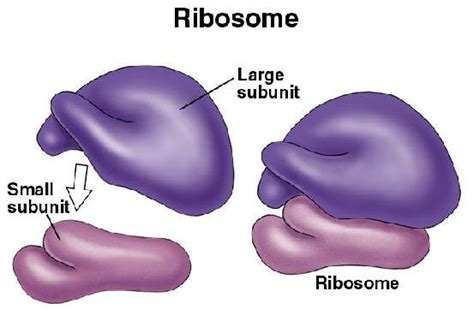 It helps in carrying out the functions such as respiration, nutrition, digestion, excretion etc. Animal Cell | Definition , Functions & Structure