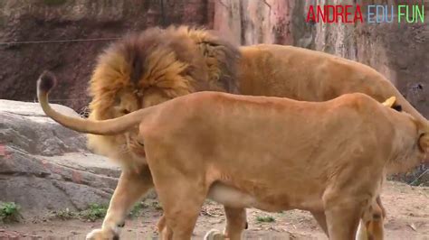 We did not find results for: Mengenal Nama & Suara Binatang | Gambar Hewan Lucu | Video ...