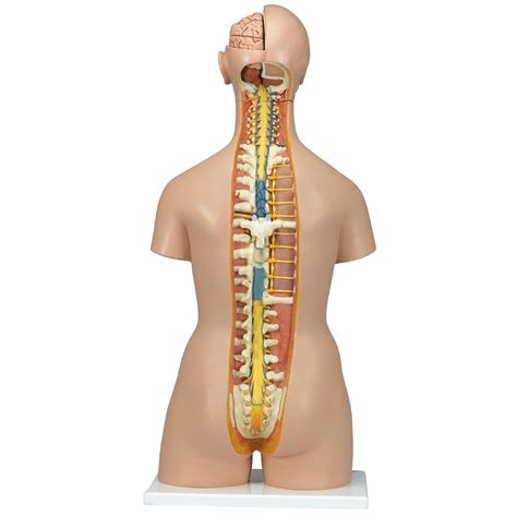 I would be very impressed if you found a more. Torso with Open Back and Male/Female Organs (28pt ...