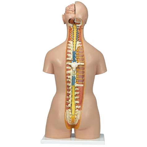 This diagram depicts anatomy of human body picture with parts and labels. Torso with Open Back and Male/Female Organs (28pt ...