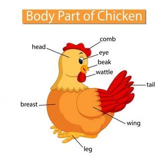 Chicken anatomy | anatomy, genetics & diagram of a chicken. Pin on Chicken anatomy