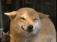 The meme experts suppose that the birthplace of the doge original image is tumblr, as it appeared firstly in one of the blogs there. Dog Smiling Meme GIFs | Tenor