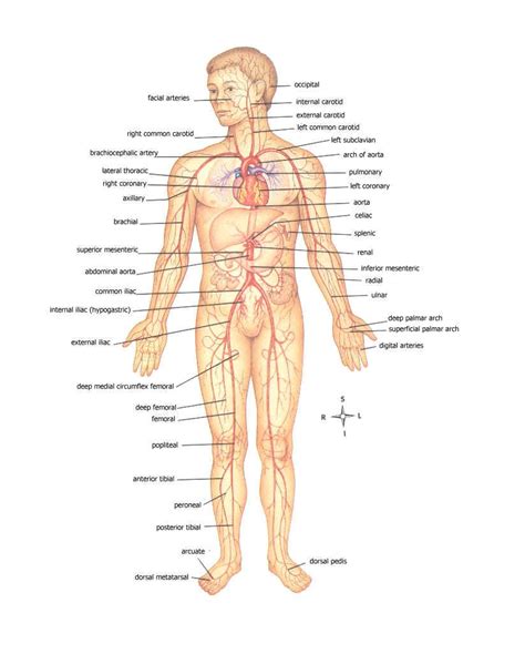 Check spelling or type a new query. anatomy of body | MAJOR ARTERIES OF WHOLE BODY | medical ...