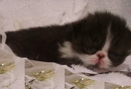 Teacup persian kittens for sale, breeders of the finest doll faced persian kittens found anywhere. Black & White Persian Female Kitten - Rocky Mountain ...