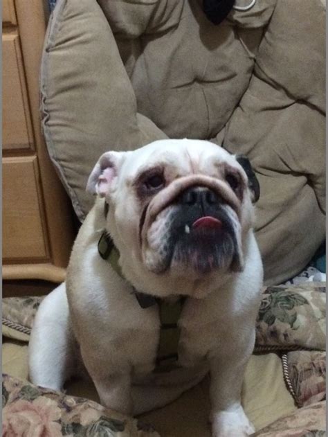 Ignacio santiago 11/08/2014 popular, purchase & adoption 10 comments. Bently Febr.org for application | French bulldog, Dogs ...