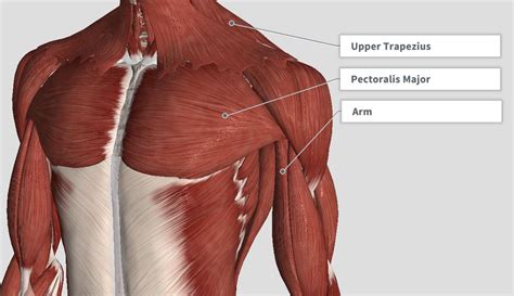 The lungs are enclosed in the thoracic cavity by the rib cage on. Proper Anatomical Name For Muscles Around Rib Cage : Trunk Muscles Boundless Anatomy And ...