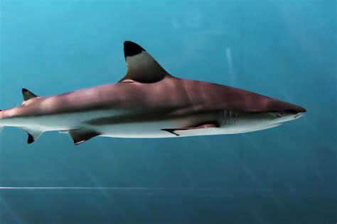 People can follow taghut also, if they like. How sharks use their shoulders to eat • Earth.com