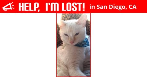 We believe that best friend playmates stay together and are adopted as pairs. Lost Cat (San Diego, California) - Joji