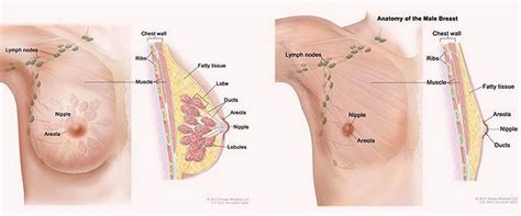 A potent androgen (a hormone that influences the development of the male reproductive system), it can. MTF Breast Augmentation - Implants or Fat Grafting ...