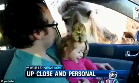 I filmed by accident and that's how i. Camel tries to eat girl: Hilarious video shows moment ...