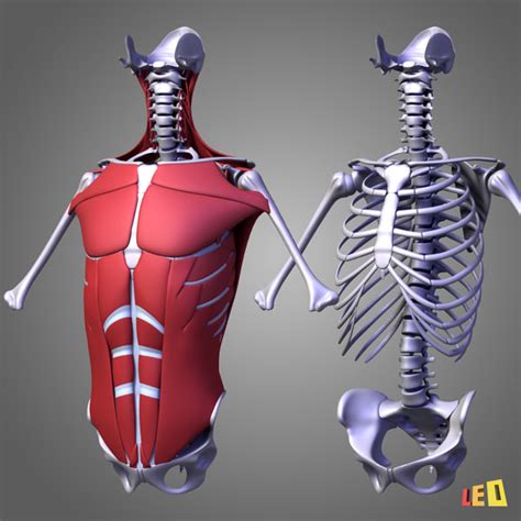 It runs right down midline and when the muscle contracts, it achieves flexion of the vertebral column…taking your entire torso and. human torso muscles 3d model