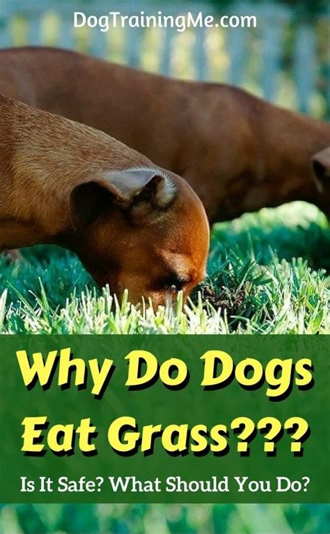 If you're lucky, your considerate kitty will aim for the laminate. Why Do Dogs Eat Grass? | Dogs eating grass, Dogs, Dog eating