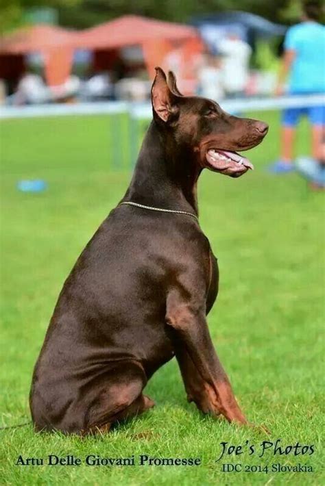 Fci, european standard, dobermans are bigger, larger. 125 best images about Red Dobermans on Pinterest | Guard ...