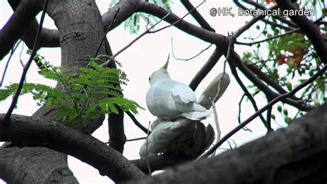 Lichvar cold regions research and engineering laboratory u.s. HK-HK botanical garden-yellow crested cockatoo-2011May -mating - YouTube