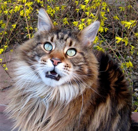 In fact, the title for the longest cat in the 2010 guinness world records was held by a cat of this breed. Maine Coon | Cats Wiki | FANDOM powered by Wikia