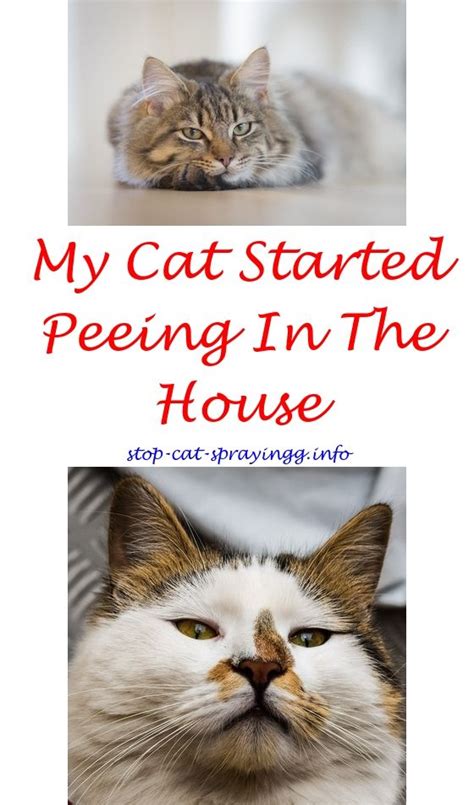 Discover the secrets on how to stop cat spraying, also known as urine spraying, is when a cat urinates on vertical surfaces instead of in their litter box. Pickle Fork Boat Plans | Male cat spraying, Cat urine ...
