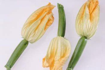 The problem could be a lack of pollination. What Does Pollinating Zucchini Do? | Home Guides | SF Gate