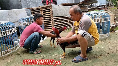 Pakan merupakan hal yang sangat berpengaruh terhadap perkembangan maupun stamina ayam bangkok, dan sudah barang tentu pakan ayam bangkok yg berbeda akan berpengaruh terhadap bobot pukulan maupun kelincahan. Memandikan Ayam Bangkok - YouTube