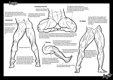 Make your studying easier with our trunk wall muscle chart﻿. Muscle Growth: Tutorial: Legs 3 by Bambs79 Muscular female ...